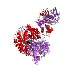 Example Structure of 2-isopropylmalate synthase EC#: 2.3.3.13