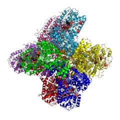 Example Structure of sucrose synthase EC#: 2.4.1.13