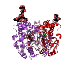 Example Structure of GDP-Man:Man3GlcNAc2-PP-dolichol alpha-1,2-mannosyltransferase EC#: 2.4.1.131