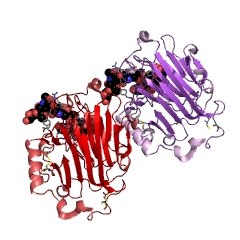 Example Structure of xyloglucan:xyloglucosyl transferase EC#: 2.4.1.207