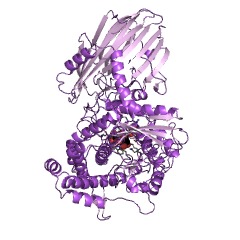 Example Structure of kojibiose phosphorylase EC#: 2.4.1.230