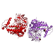 Example Structure of galactofuranosylgalactofuranosylrhamnosyl-N-acetylglucosaminyl-diphospho-decaprenol beta-1,5/1,6-galactofuranosyltransferase EC#: 2.4.1.288