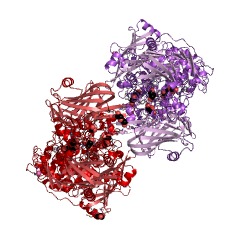 Example Structure of 1,2-beta-oligoglucan phosphorylase EC#: 2.4.1.333