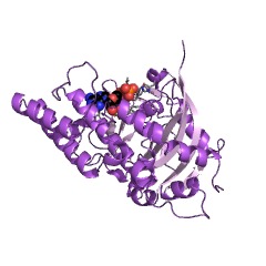 Example Structure of NAD+ ADP-ribosyltransferase EC#: 2.4.2.30