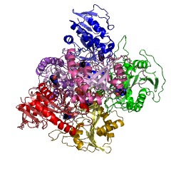 Example Structure of S-methyl-5'-thioinosine phosphorylase EC#: 2.4.2.44