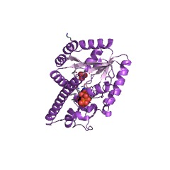Example Structure of adenylate dimethylallyltransferase (ADP/ATP-dependent) EC#: 2.5.1.112