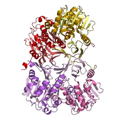 Example Structure of spermidine synthase EC#: 2.5.1.16