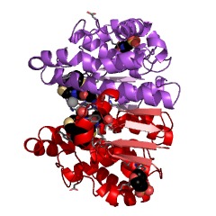 Example Structure of glutathione transferase EC#: 2.5.1.18