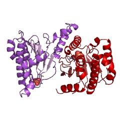 Example Structure of ditrans,polycis-undecaprenyl-diphosphate synthase [(2E,6E)-farnesyl-diphosphate specific] EC#: 2.5.1.31