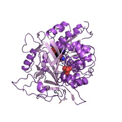 Example Structure of homospermidine synthase EC#: 2.5.1.44