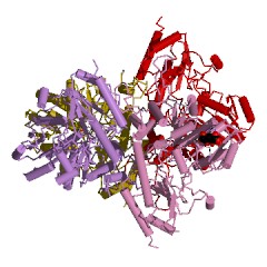 Example Structure of cystathionine gamma-synthase EC#: 2.5.1.48