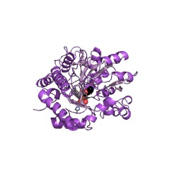 Example Structure of L-glutamine:3-amino-2,3-dideoxy-scyllo-inosose aminotransferase EC#: 2.6.1.101