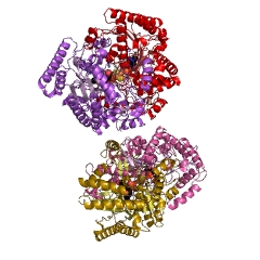 Example Structure of 4-aminobutyrate-2-oxoglutarate transaminase EC#: 2.6.1.19