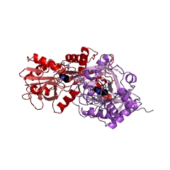 Example Structure of D-amino-acid transaminase EC#: 2.6.1.21