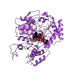 Example Structure of UDP-N-acetylbacillosamine transaminase EC#: 2.6.1.34