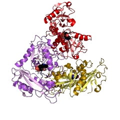 Example Structure of branched-chain-amino-acid transaminase EC#: 2.6.1.42