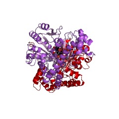 Example Structure of kynurenine-oxoglutarate transaminase EC#: 2.6.1.7
