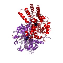 Example Structure of LL-diaminopimelate aminotransferase EC#: 2.6.1.83