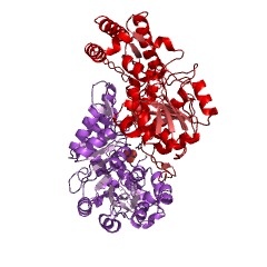 Example Structure of UDP-4-amino-4,6-dideoxy-N-acetyl-beta-L-altrosamine transaminase EC#: 2.6.1.92