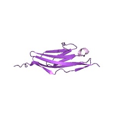 Example Structure of myosin-light-chain kinase EC#: 2.7.1.117