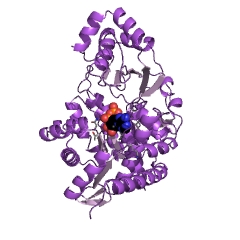 Example Structure of ADP-specific glucokinase EC#: 2.7.1.147