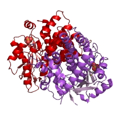 Example Structure of thymidine kinase EC#: 2.7.1.21