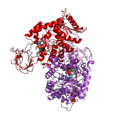 Example Structure of pyruvate kinase EC#: 2.7.1.40