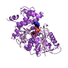 Example Structure of rhamnulokinase EC#: 2.7.1.5