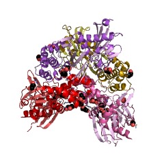 Example Structure of 2-dehydro-3-deoxygalactonokinase EC#: 2.7.1.58