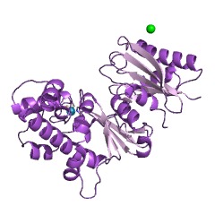 Example Structure of N-acetylglucosamine kinase EC#: 2.7.1.59