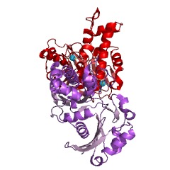 Example Structure of N-acylmannosamine kinase EC#: 2.7.1.60