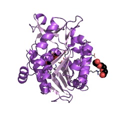 Example Structure of 5-dehydro-2-deoxygluconokinase EC#: 2.7.1.92