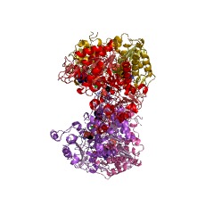 Example Structure of phosphoglycerate kinase EC#: 2.7.2.3