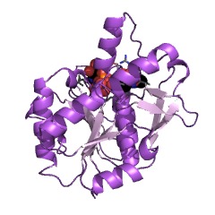 Example Structure of acetylglutamate kinase EC#: 2.7.2.8