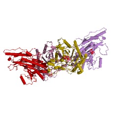 Contoh Struktur kreatin kinase EC #: 2.7.3.2