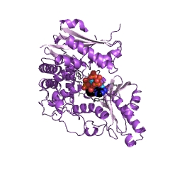 Example Structure of polynucleotide adenylyltransferase EC#: 2.7.7.19