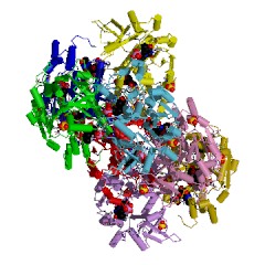 Example Structure of glucose-1-phosphate thymidylyltransferase EC#: 2.7.7.24