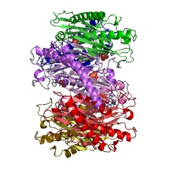 Example Structure of tRNA nucleotidyltransferase EC#: 2.7.7.56