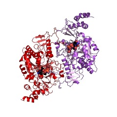 Example Structure of UDP-N-acetylgalactosamine diphosphorylase EC#: 2.7.7.83