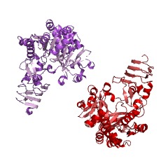 Example Structure of UTP-glucose-1-phosphate uridylyltransferase EC#: 2.7.7.9
