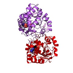 Example Structure of bile-salt sulfotransferase EC#: 2.8.2.14