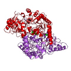 Example Structure of succinyl-CoA:acetate CoA-transferase EC#: 2.8.3.18