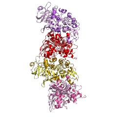Example Structure of 3-oxoacid CoA-transferase EC#: 2.8.3.5