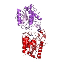 羧酸酯酶EC＃的示例结构：3.1.1.1