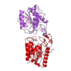 Esempio di struttura della carbossilesterasi N. CE: 3.1.1.1