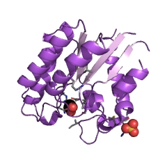 Exemple de structure de l'arylesterase EC #: 3.1.1.2