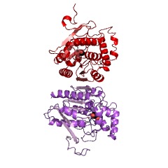 Example Structure of acylglycerol lipase EC#: 3.1.1.23