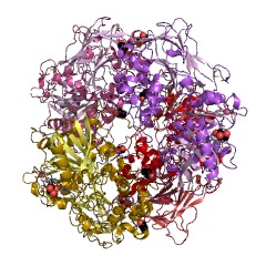 Example Structure of alpha-amino-acid esterase EC#: 3.1.1.43