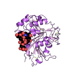Example Structure of poly(3-hydroxybutyrate) depolymerase EC#: 3.1.1.75