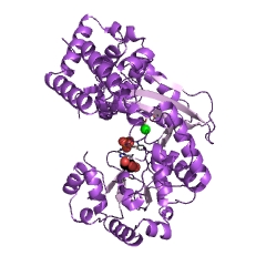 Example Structure of exodeoxyribonuclease I EC#: 3.1.11.1